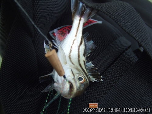 DSCF3941.JPG
