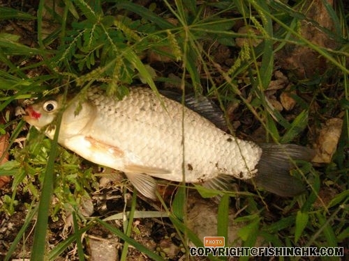 新釣場！一處的釣人樂鄉！臺釣的人間樂土！ 020.jpg
