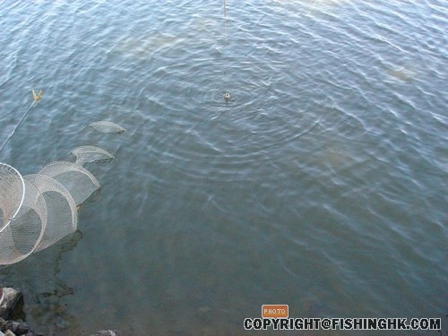 新釣場..........工程進行中.......之........林生釣白鯽....！ 019.jpg