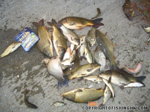 魚獲