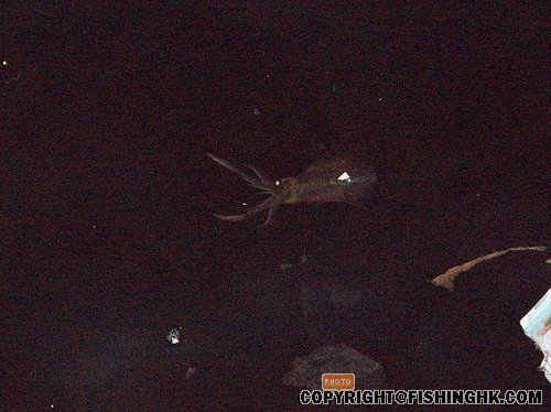ap_F23_20081204083325540.jpg