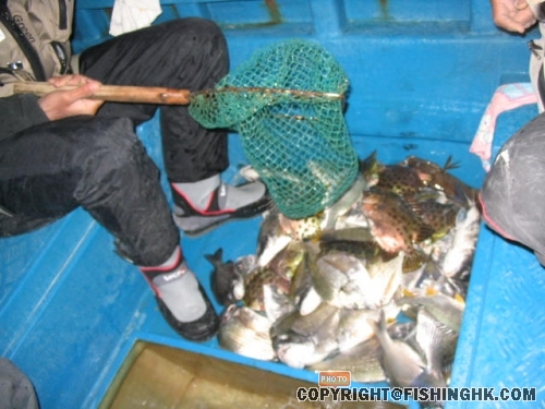 點算魚獲...未計好多磅頭掉番落海