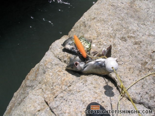 仲有金鼓食