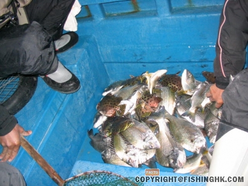 點算魚獲...未計好多磅頭掉番落海