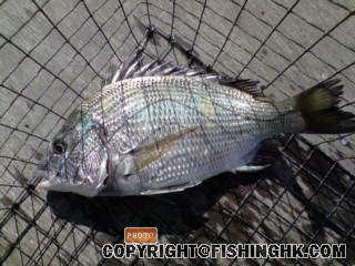 籠中魚