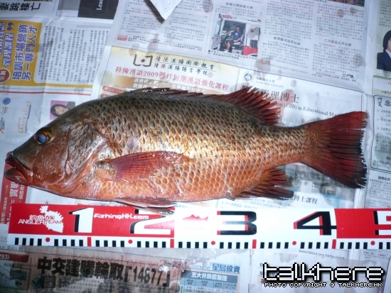小弟先中呢条小紅(約3斤)