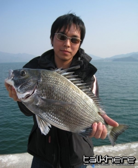 bigfish2.jpg