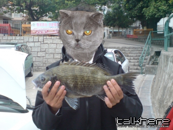 DSC00314cat.jpg