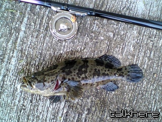 馬鞍山前打魚獲.jpg