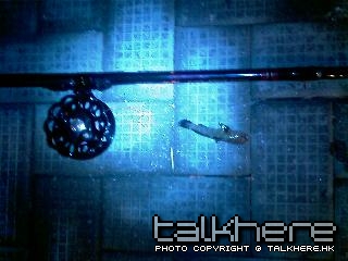 IMAG0215.jpg