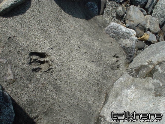 footprint.jpg