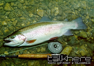 r_trout3.jpg
