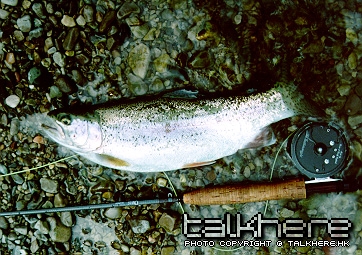 r_trout2.jpg