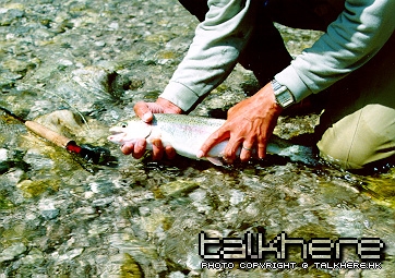 r_trout1.jpg