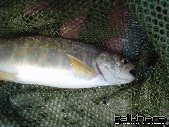 iwana1.jpg