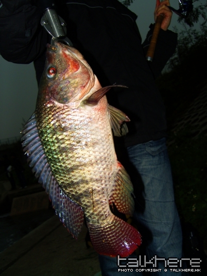 SN201540.JPG