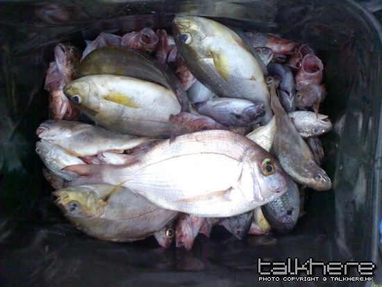 總魚獲