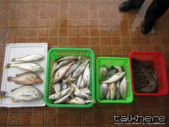 全日總魚獲.jpg