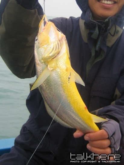 斤頭黄花.jpg