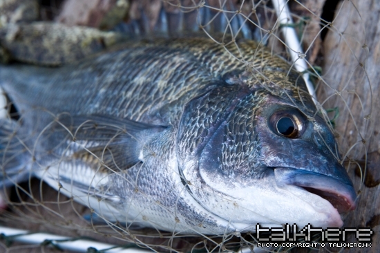 20090326 006-2.jpg