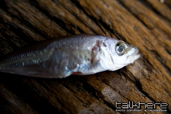20090326 039-2.jpg