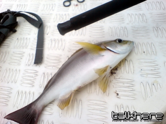 唔小心鈎上黎既雞魚