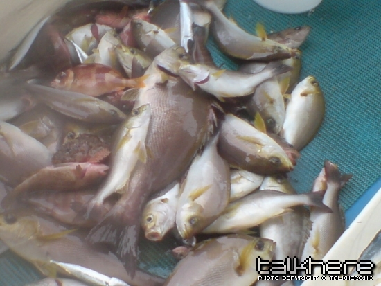 當日由雄哥到最大條既雞魚