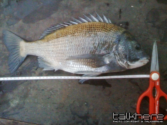內叉41cm  2斤幾.jpg