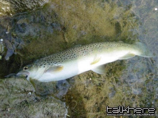 Cool! German Brown Trout