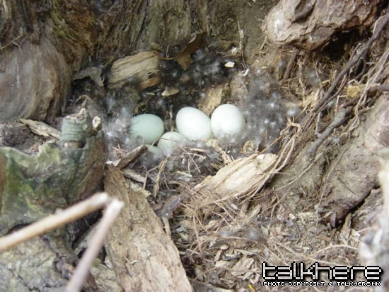A nest