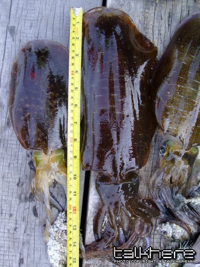 40CM