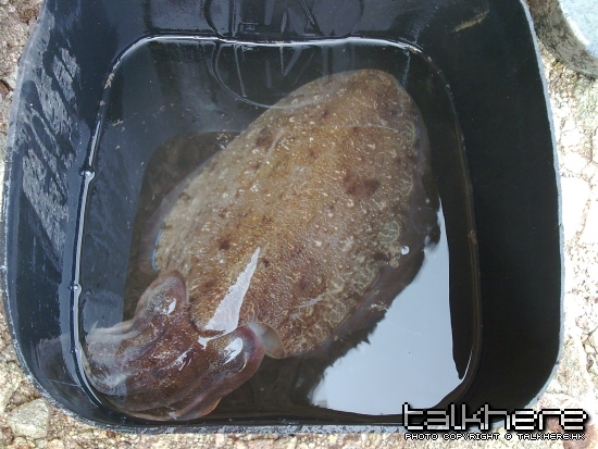 圖像0098.jpg