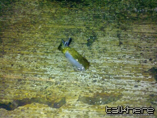 20090426040.jpg
