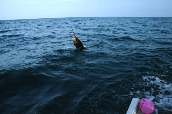 Sailfish jump over the water