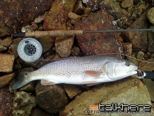香港的飛蠅釣目標魚~海水及淡水