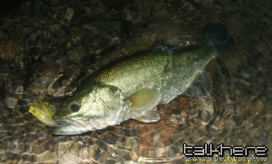 bass.jpg