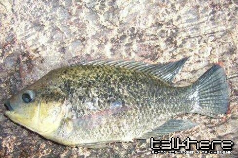 莫三比克口孵魚.JPG