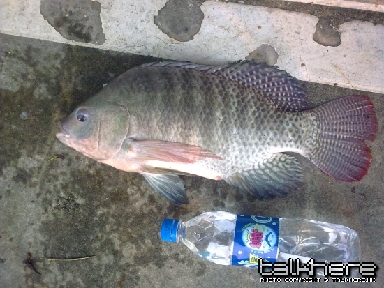 20090604272.jpg