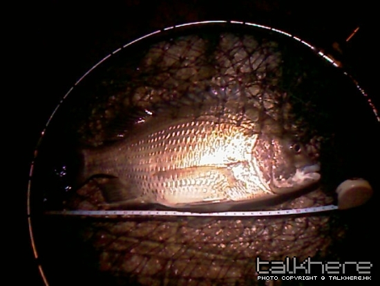 IMAG0278.jpg
