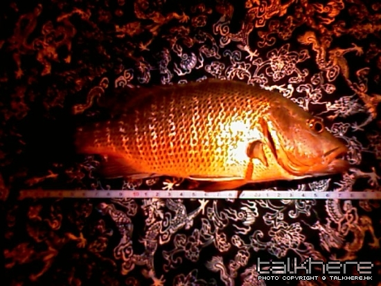 IMAG0257.jpg