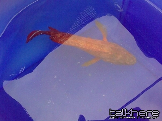 師兄, 請問e條係咩魚?