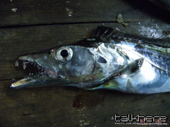 20090620_992d21bb536d28c89ab5I5SOPh0uXrt5[1].jpg