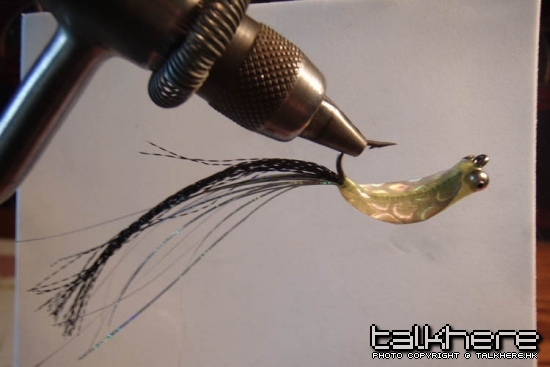 Spoon Fly 04.jpg