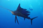 Sailfish