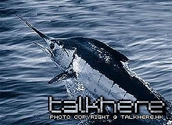 Atlantic Blue Marlin