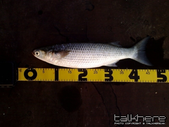 IMG0153A.jpg