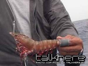 bait_hak_chaai.jpg