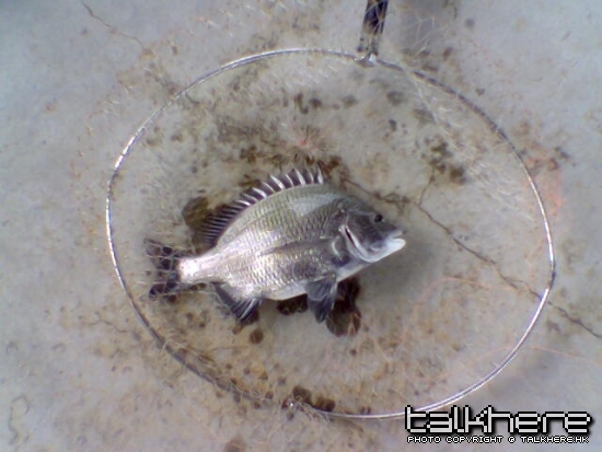 20091003-2.0lb31cm-01.jpg