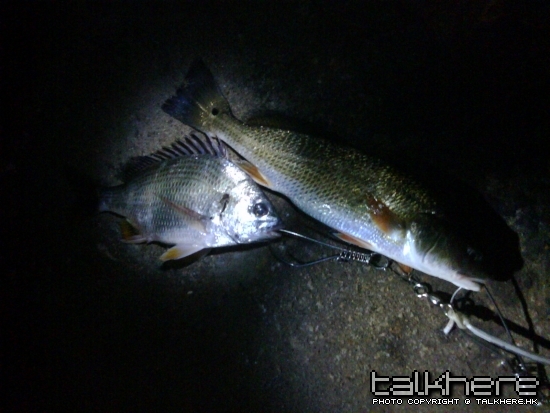 2 fishes.jpg