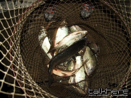 我的魚護, 有2條鯪魚是傑版大大的^^
